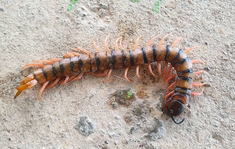 Centipede