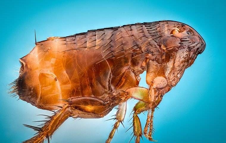 A close up image of a flea