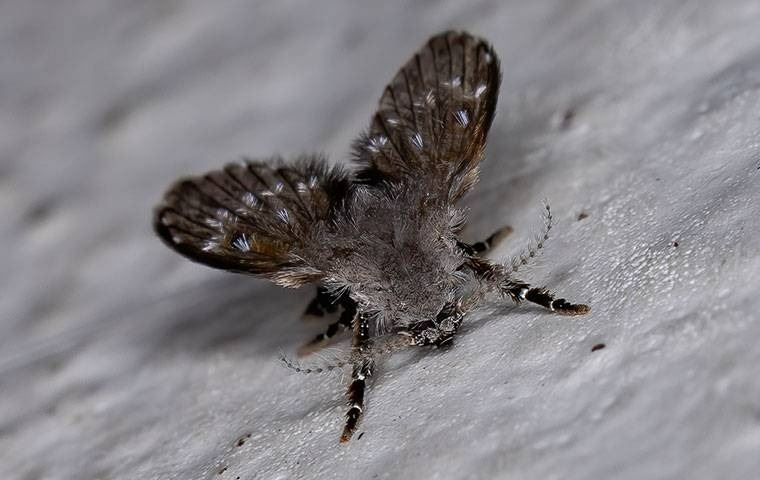 A gray drain fly on a wall