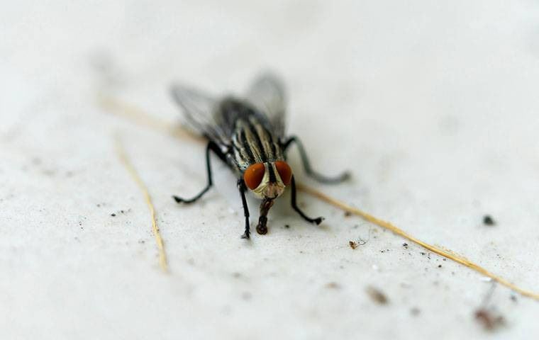 A house fly on a dirty floor