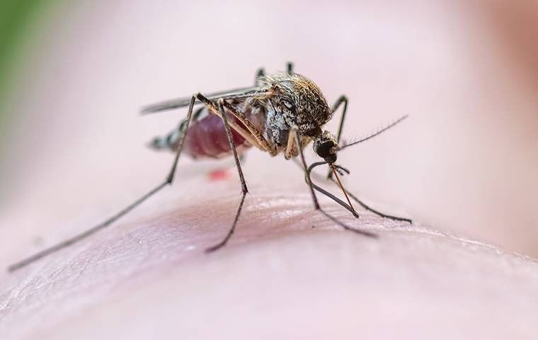 A close up image of a mosquito on human skin