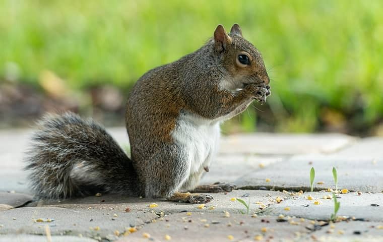 A squirrel eating seeds on a pathway