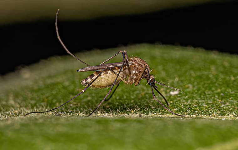 Mosquito on a leaf.