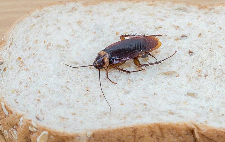 Cockroach crawling on a piece of bread.