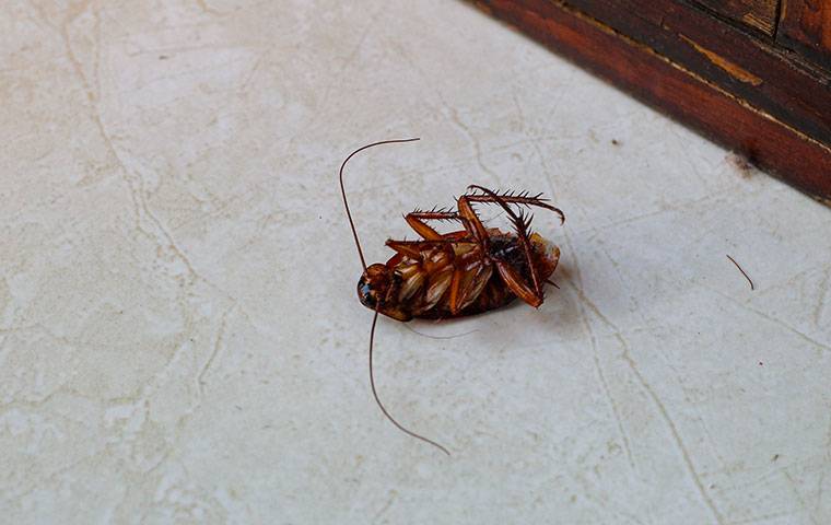 Dead cockroach upside down.