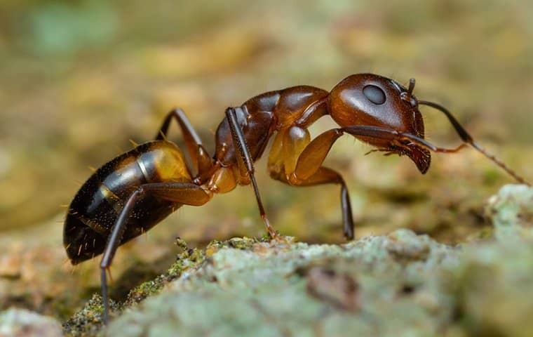 Ant