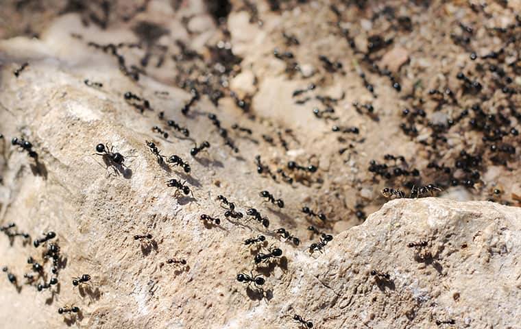 Ants crawling on rock.