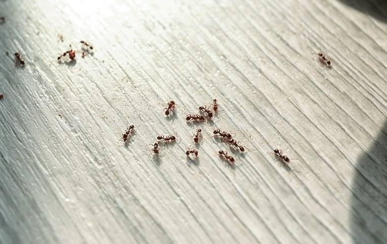 Ants crawling on the kitchen floor.