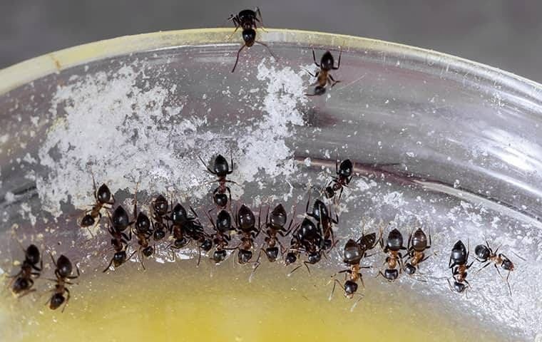 A group of ants eating leftovers in a bowl 