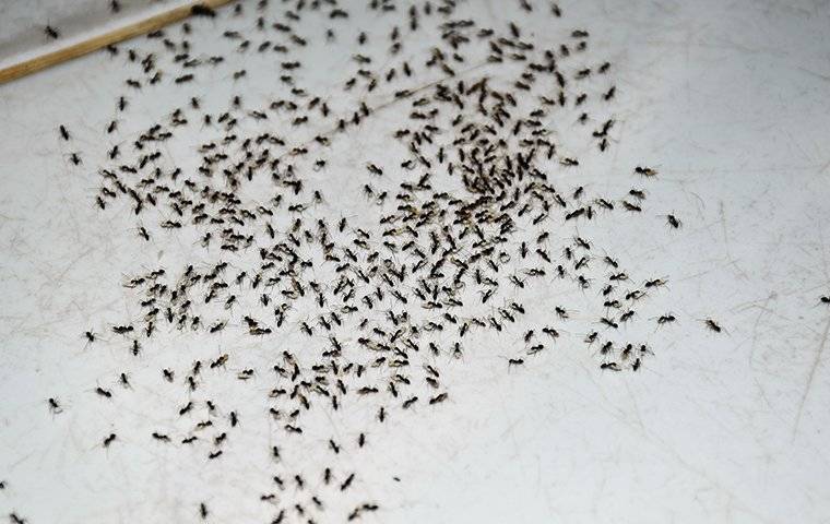 Ants On A Kitchen Floor