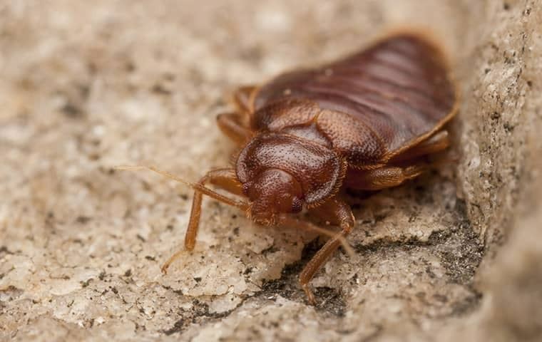 A close up image of a bed bug on the ground