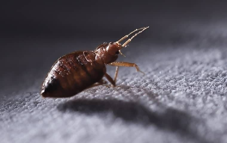 A bed bug crawling on carpet