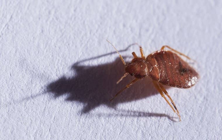 bed-bug-crawling-on-bedding-white