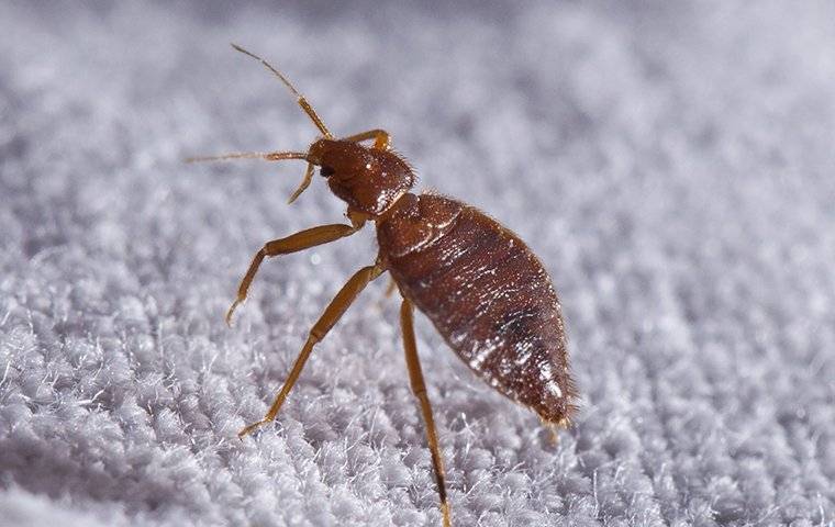 Bed Bug Crawling On Fabric