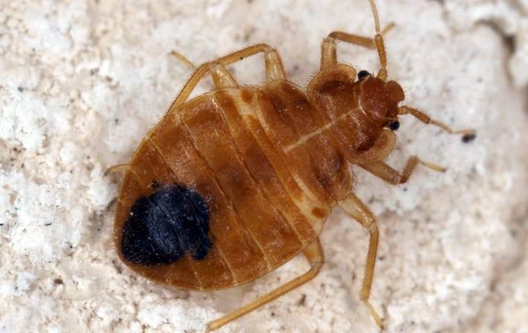 Bed bug crawling on fiber.