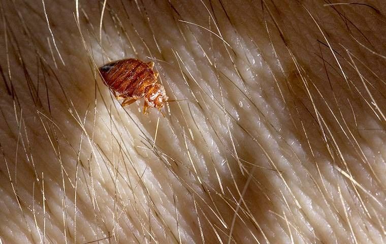 A bed bug crawling on skin