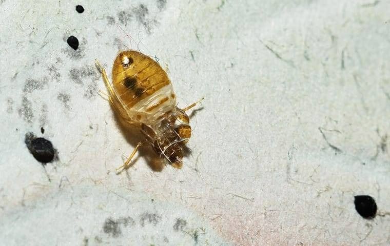 An image of bed bug infestation on sheets