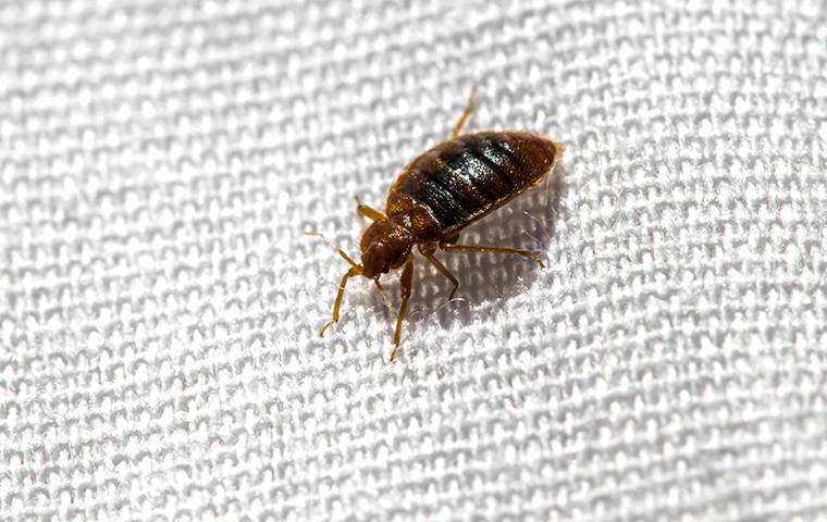 Bed bug crawling on a mattress.