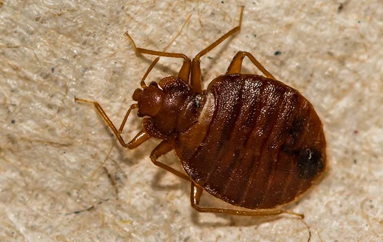 Bed bug crawling on fabric.