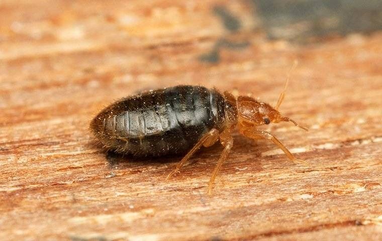 A close up image of a bed bug crawling on a wooden table