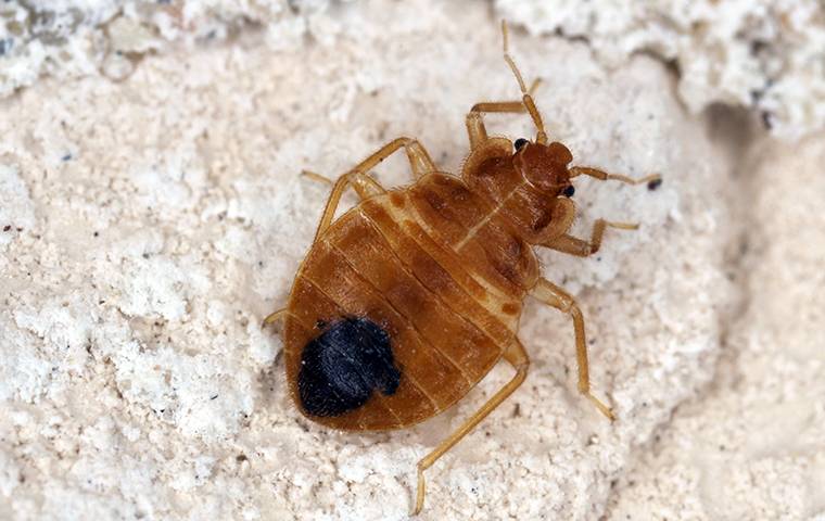 Bed bug crawling on fiber.