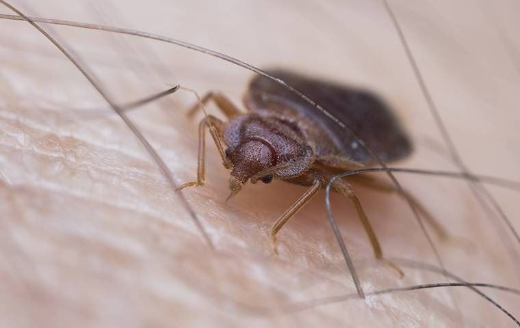 A close up image of a bed bug on skin