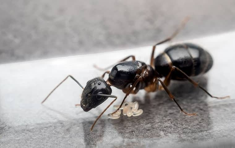 A black ant laying eggs