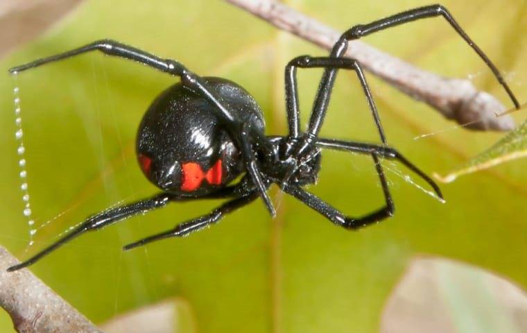 Black Widow Spider in its web.