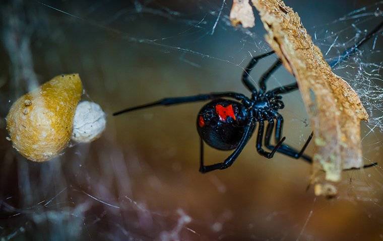 Black Widow Spider with a full egg sac.