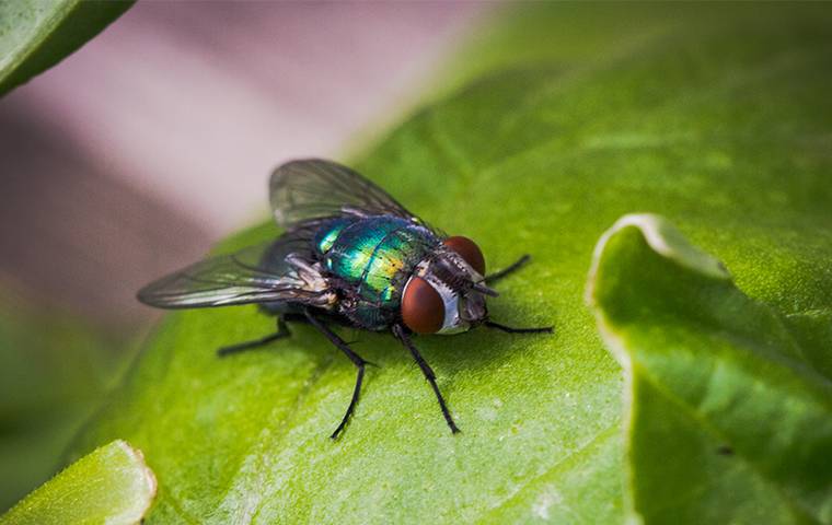 bottle-fly-on-a-leaf