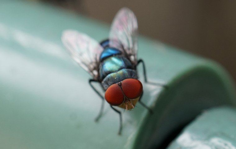 bottle-fly-on-pipe