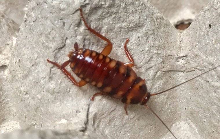 Cockroach