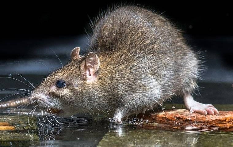 A brown rat drinking water