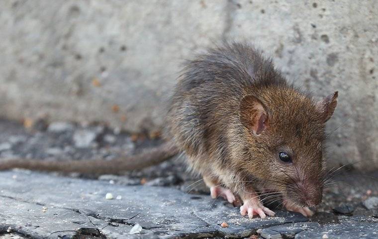 rat