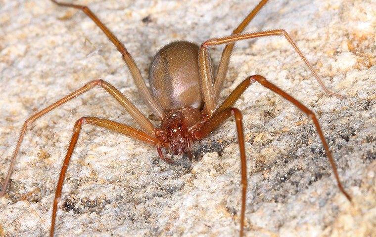 Brown Recluse Spider crawling on the floor.