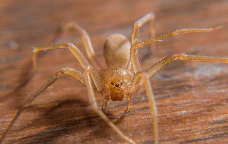 Brown Recluse Spider on a wooden desk.