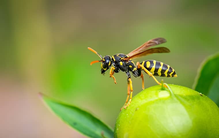 Wasp on a fruit.