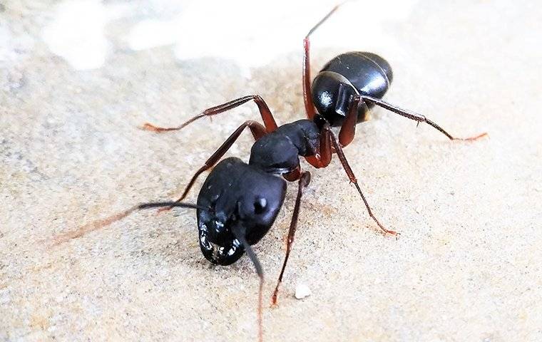 Carpenter ant in a kitchen.