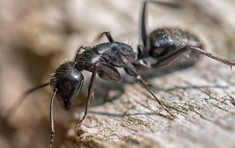 Ant