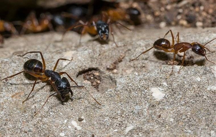 Carpenter ants crawling on the ground