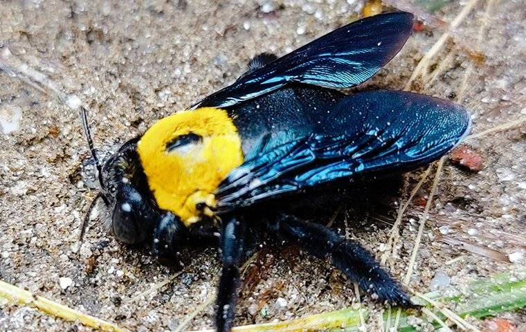 A close up image of a carpenter bee on the ground