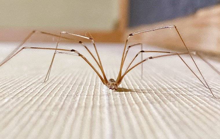 Cellar Spider 2-2