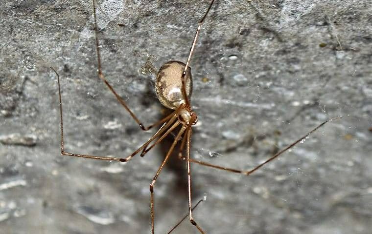 A dead cellar spider on the ground