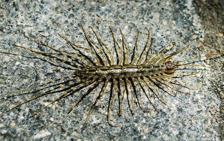 Centipede