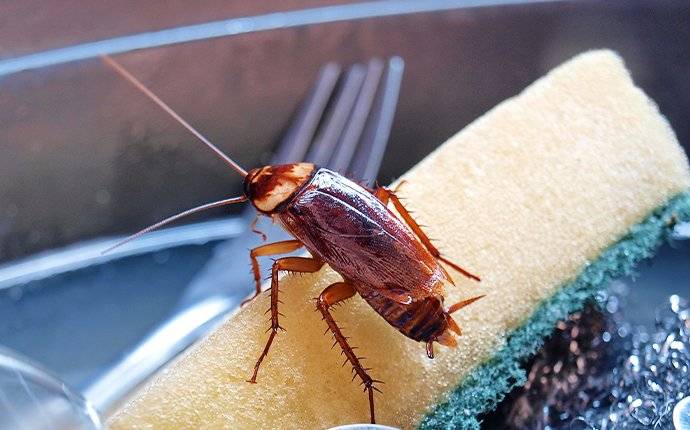 Cockroach on a sponge in a sink.