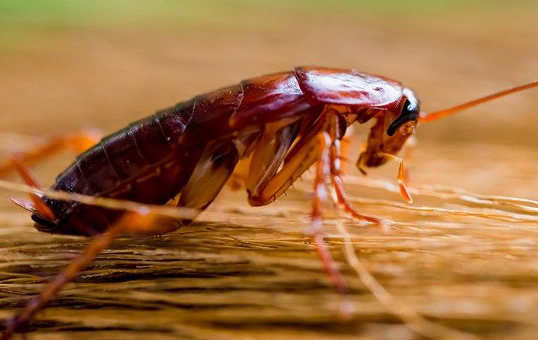 cockroach-crawling-on-broom-in-kitchen-6