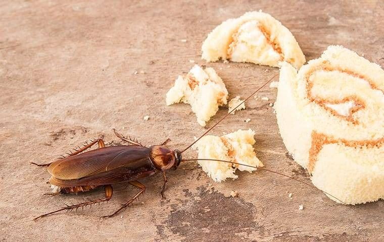 A cockroach eating dropped bread