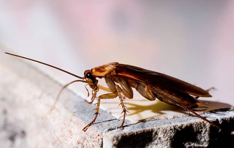 Cockroach