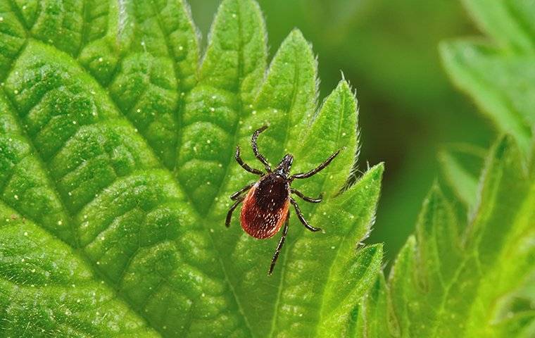 Tick crawling on a leaf.