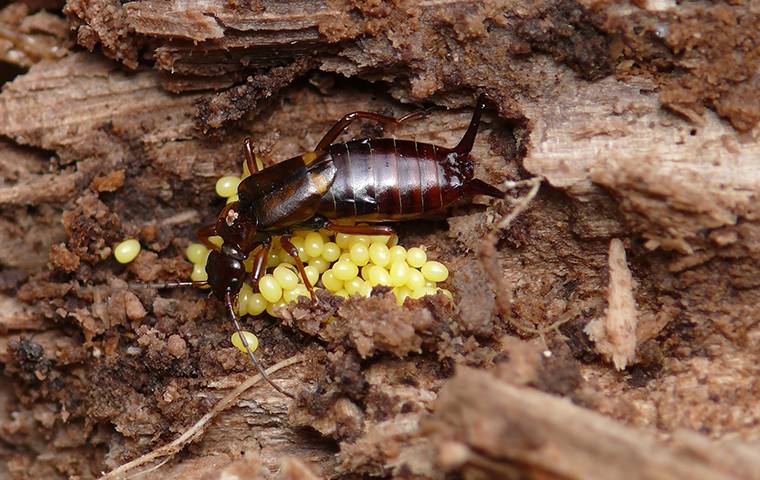 Earwig guarding its eggs.